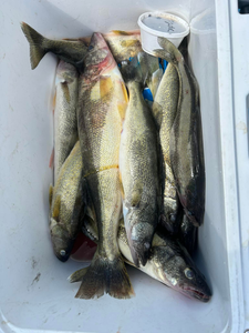 Let’s make waves and catch Walleye! 